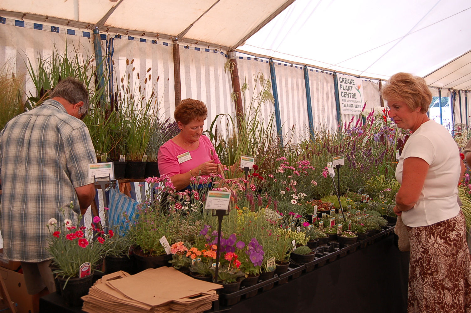 Choose your own Collection of 40 Alpines or request certain colours/types