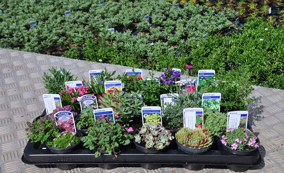 Thumbnail: 20 Mixed Alpines in 9cm pots