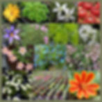 40 DIFFERENT Alpines in 9cm pots