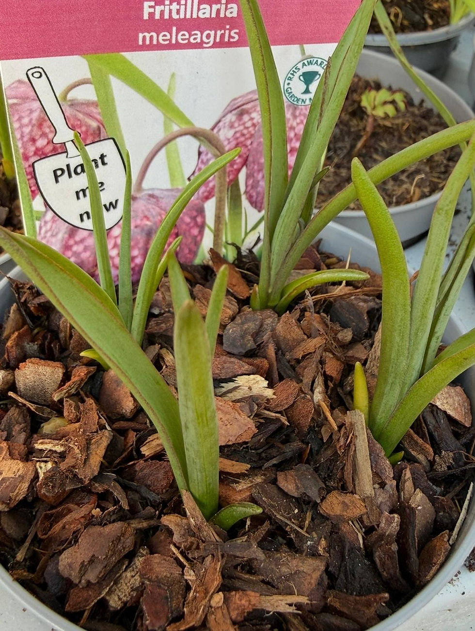 Thumbnail: 20 POTTED SPRING BULBS in 9cm pots