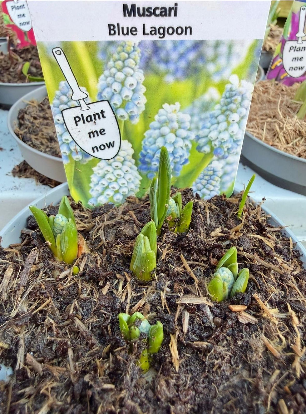 Thumbnail: 20 POTTED SPRING BULBS in 9cm pots