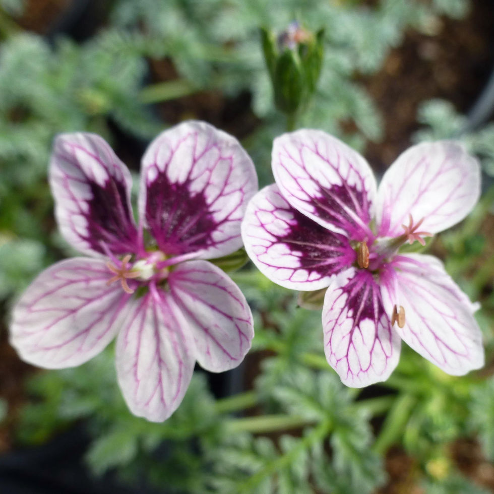 Thumbnail: 20 Alpines for Troughs and Containers in 9cm pots