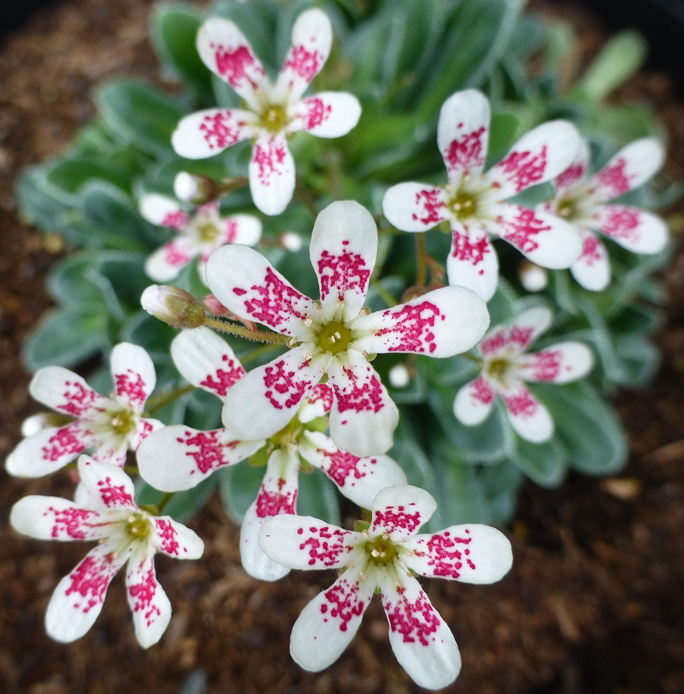 Thumbnail: 20 Mixed Alpines with red, white or blue flowers in 9cm pots