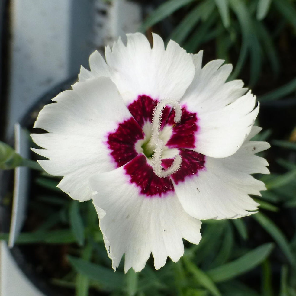 Thumbnail: 20 Mixed Alpines with red, white or blue flowers in 9cm pots