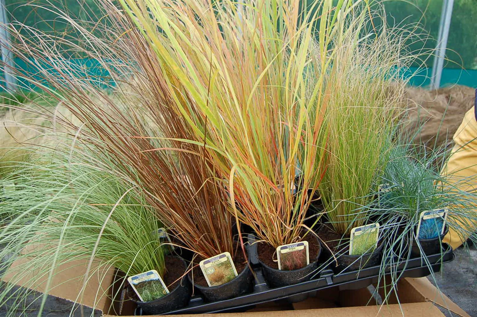 15 Short Grasses in 10.5cm pots