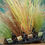 Thumbnail: 15 Short Grasses in 10.5cm pots