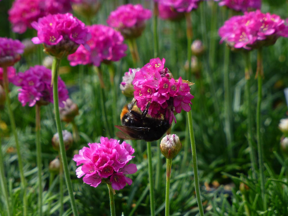 Thumbnail: 20 Alpines for Part Shade in 9cm pots