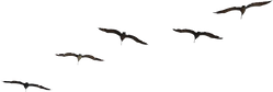 uokpl.rs-flying-bird-silhouette-png-5702923.png