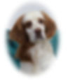 Lyndon/REHOMED