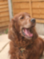 fynn
