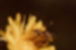 Abeilles Koepfer.jpg
