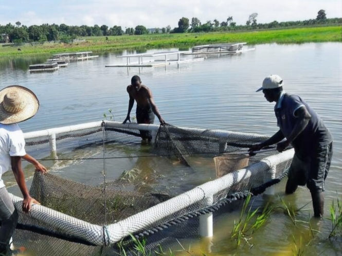 Tilapia Cage for local fish breeding. Image contains 3 people working on the cage