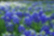 close-up-purple-flowering-plants.jpg