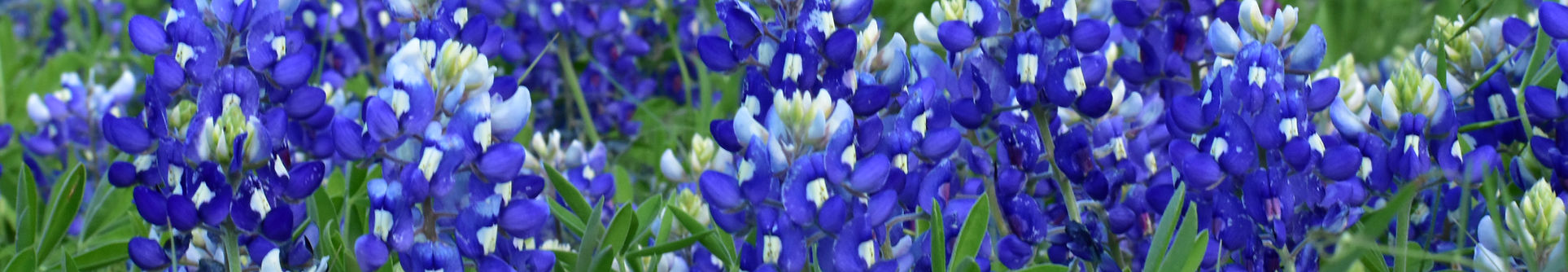 Wellness Solutions provides telehealth counseling, coaching, and psychotherapy to adult clients in Texas.
