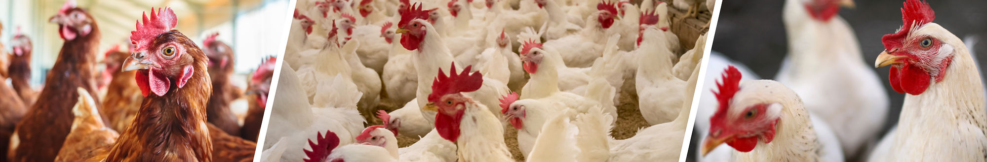 GALLINA BLEND POSTURA.jpg