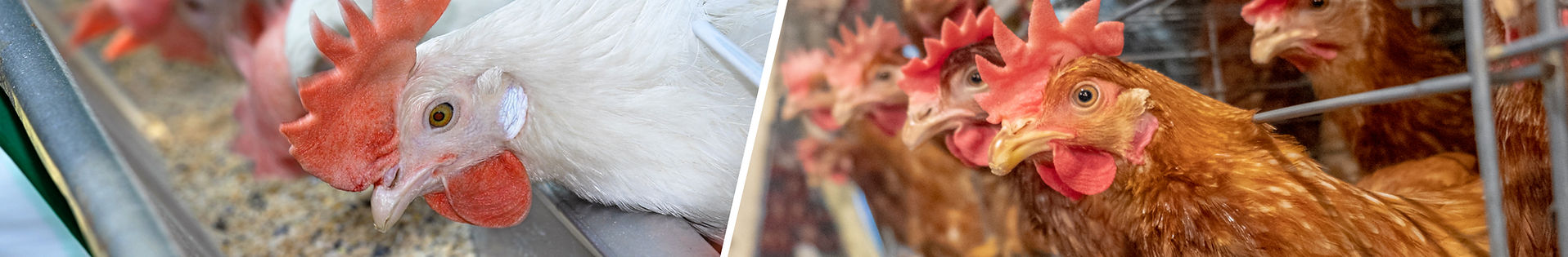 GALLINA DE POSTURA.jpg
