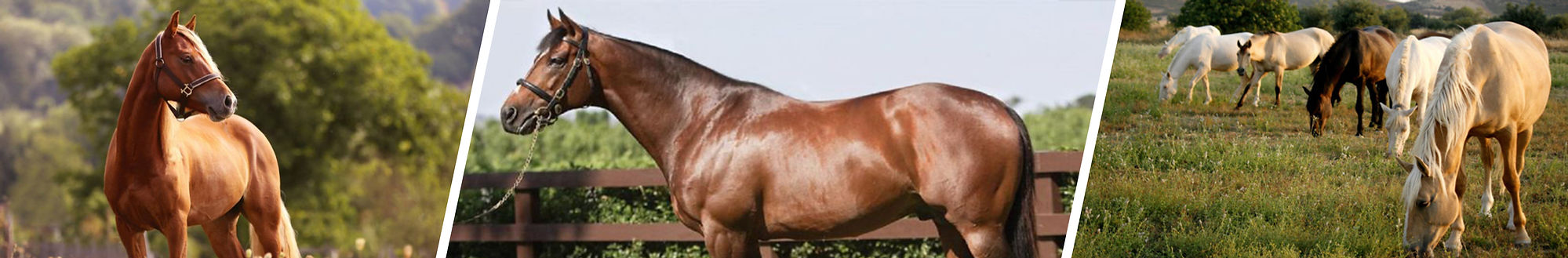 header poliagrop trayasmq.jpg