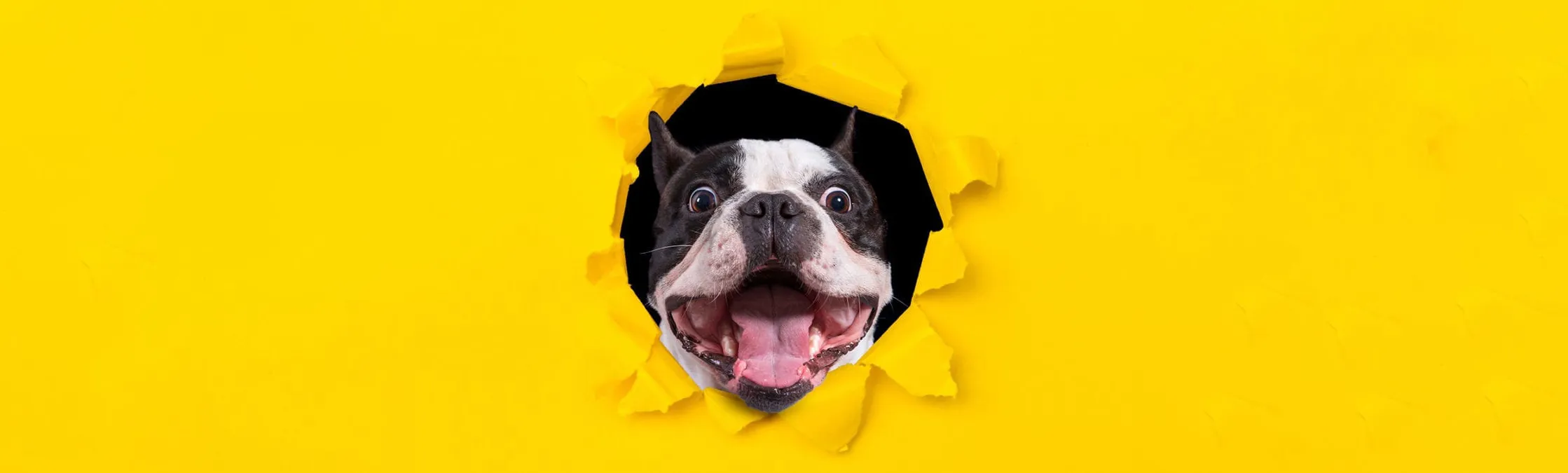 fundo amarelo.webp