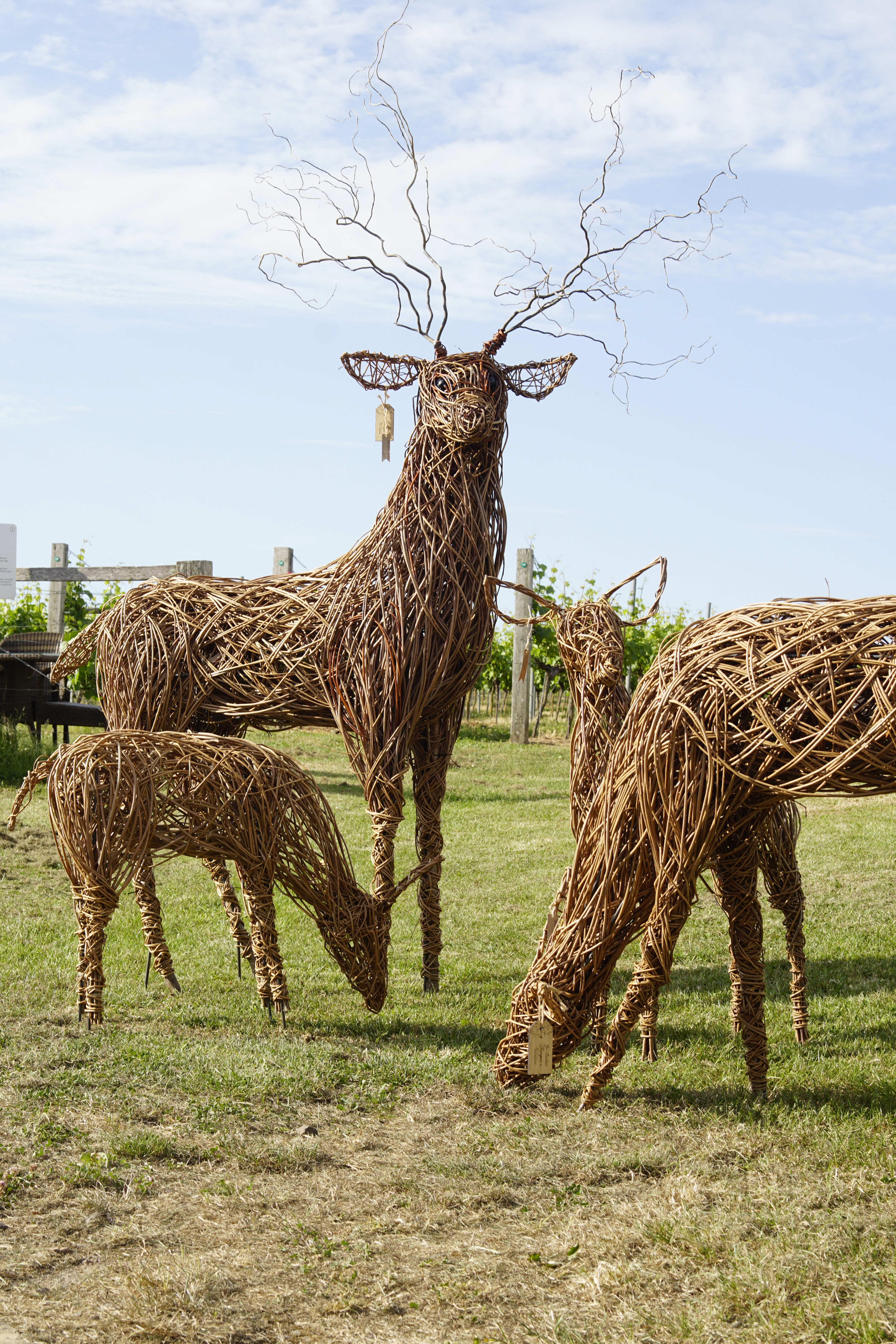 Stag