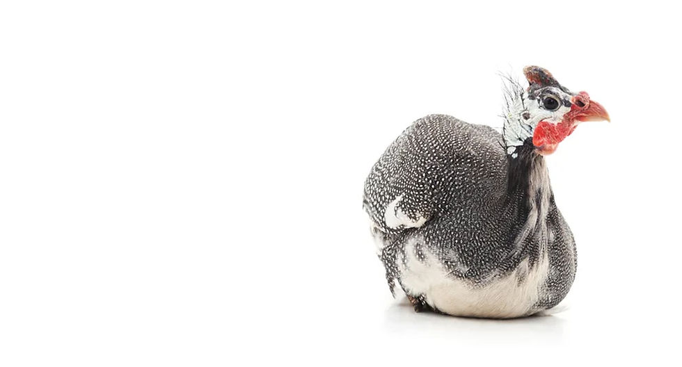 gevogelte voorpagina