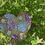 Thumbnail: Hydrangea heart
