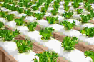 Grow you own food