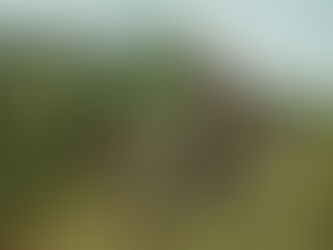 PE Plett: a feast of trail