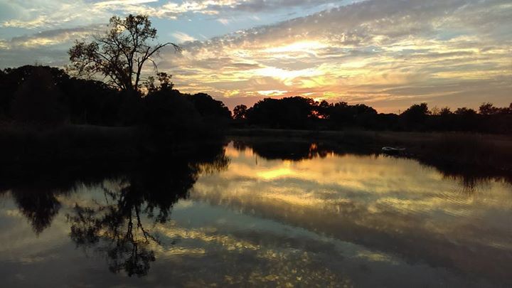 lakeside mini aussies