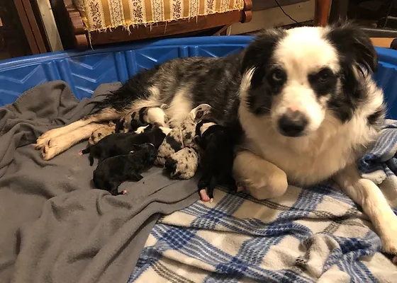 lakeside mini aussies