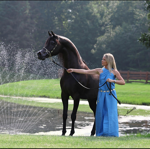 Black Ink Arabian Stallion Horse Horses