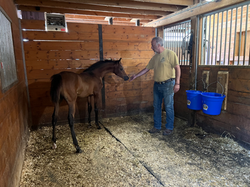 SF Triple Sevenz (Pending)