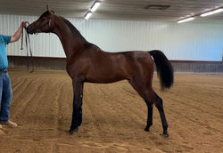 SF NineTenz Ov The Law