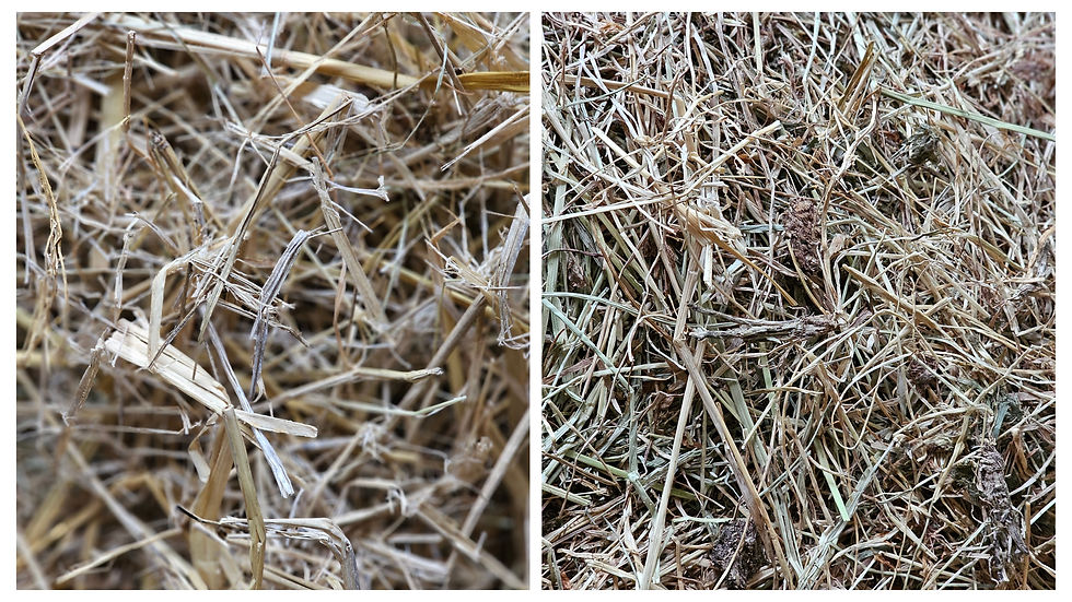 Horse feed straw and hay