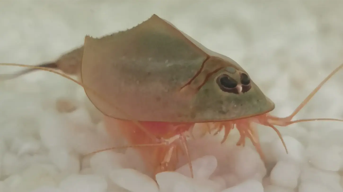 Grauer Triops Longicaudatus in seitlicher Ansicht.