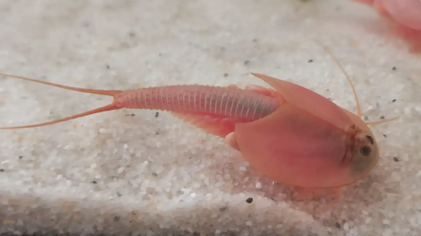 Roter Triops Longicaudatus in eleganter Seitenansicht.