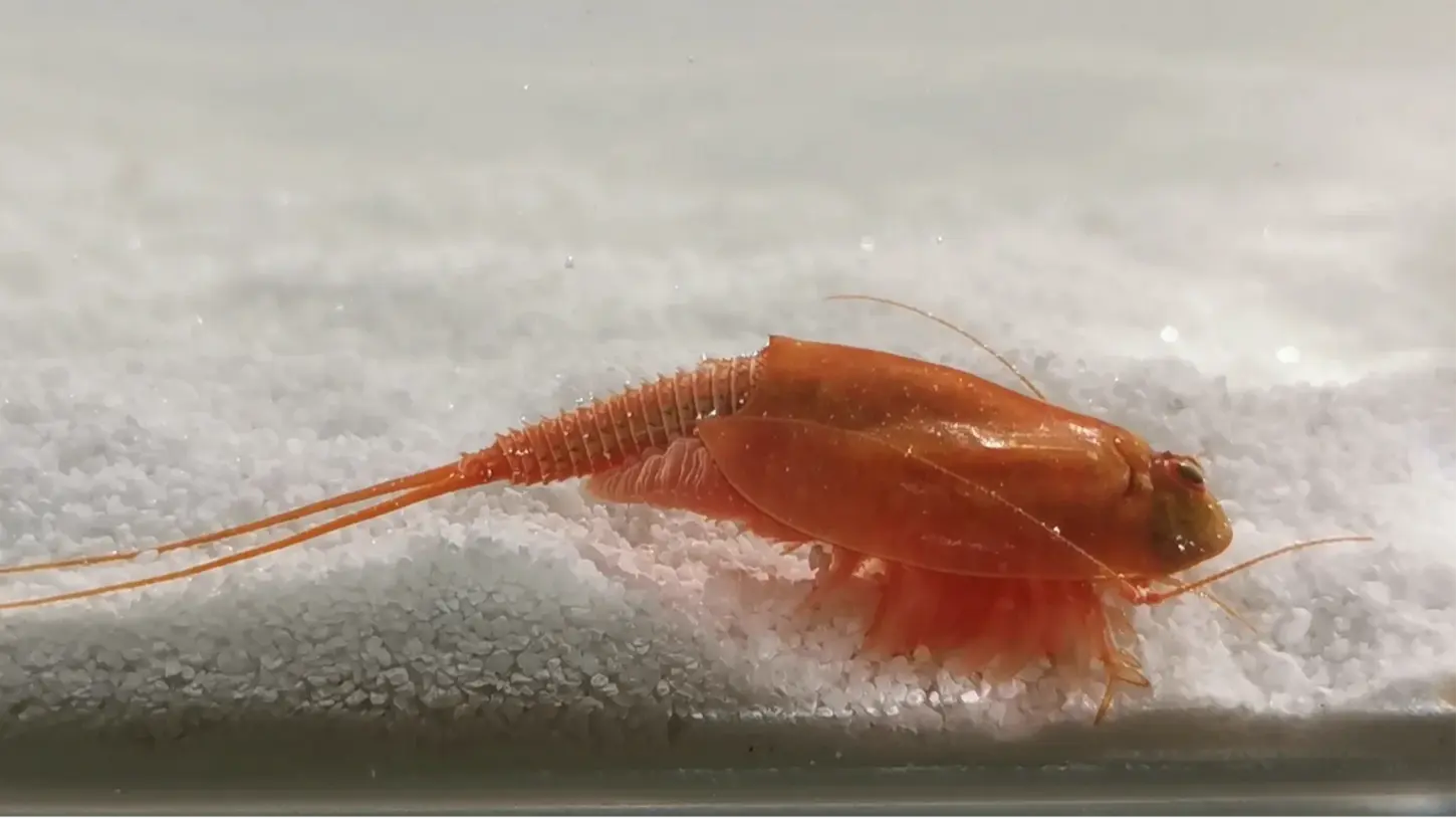 Seitliche Ansicht von Triops Cancriformis Rot.