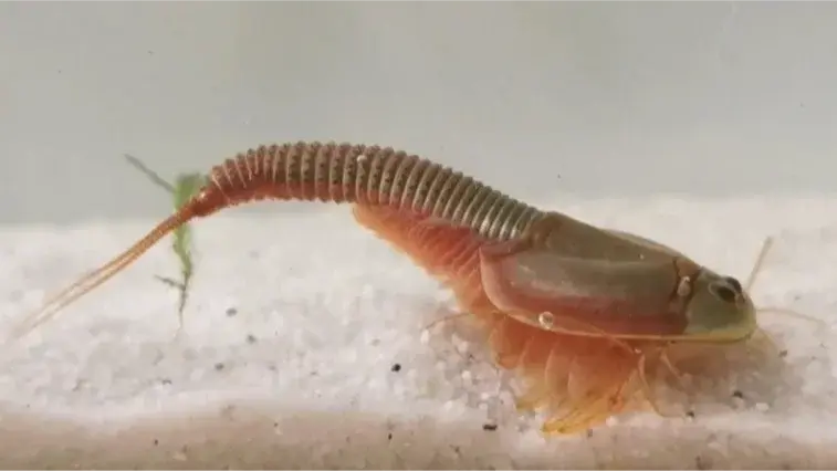 Triops Granarius Green from the side.