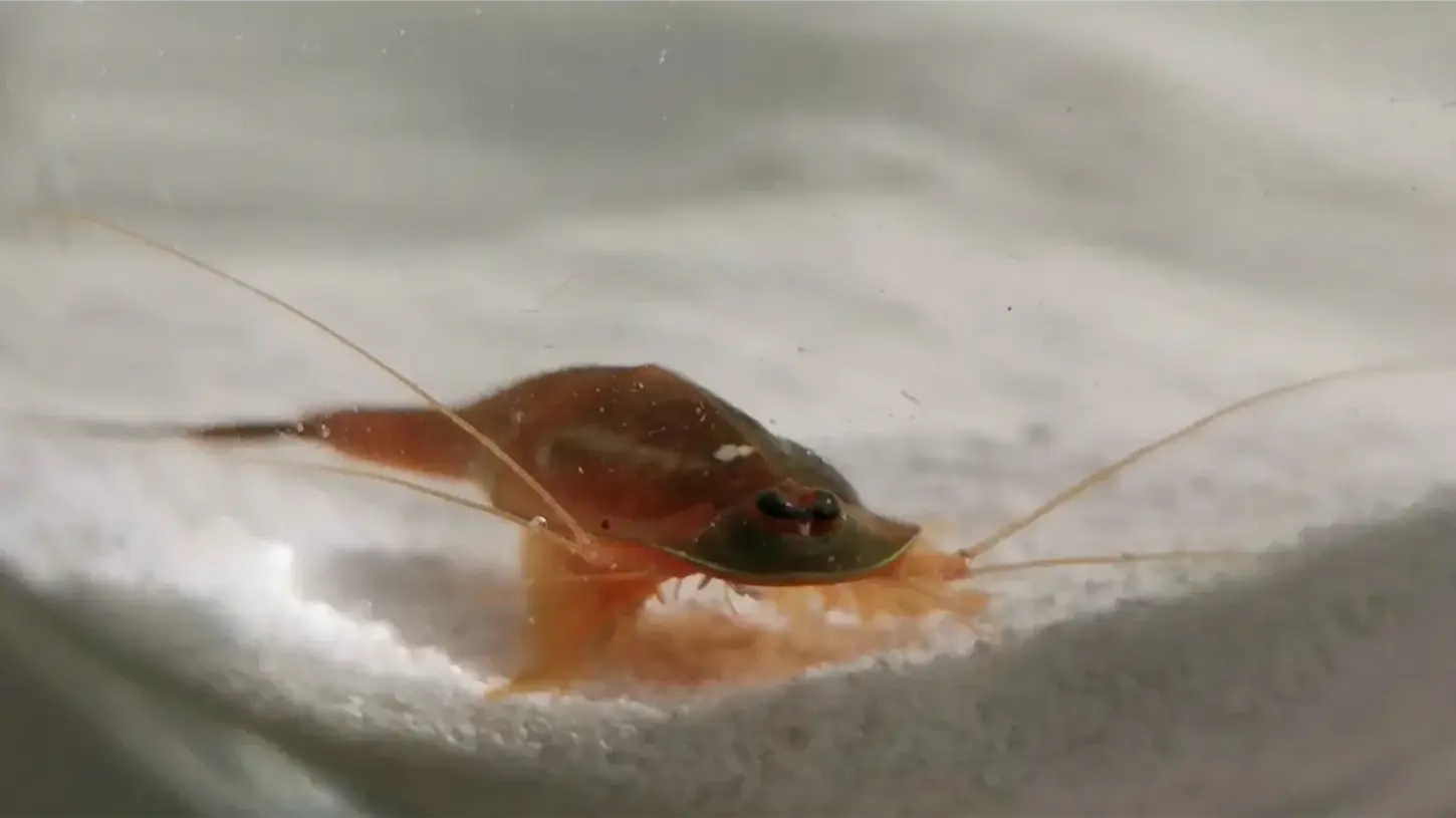 Detaillierte Frontalansicht von Triops Longicaudatus Long.