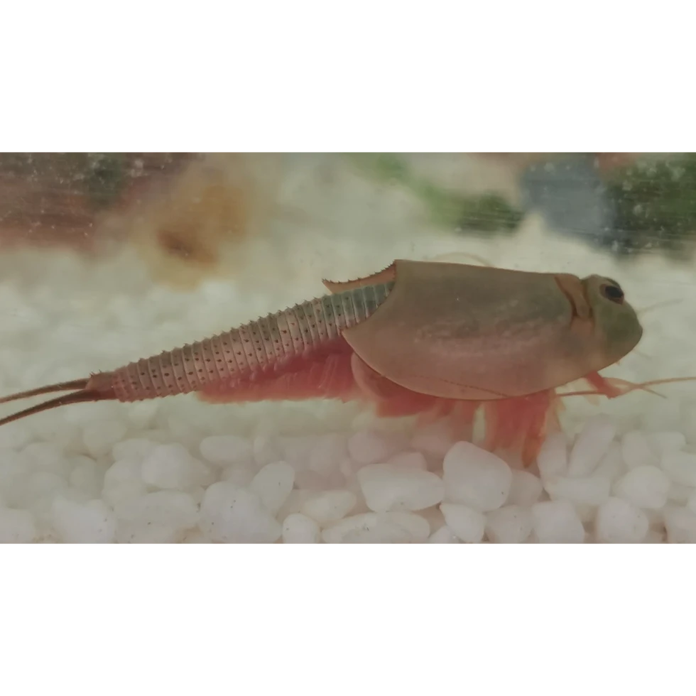 Seitenansicht eines grauen Triops Longicaudatus