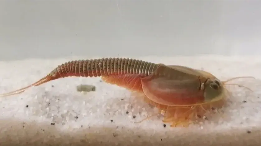 Side view of a Triops Granarius Green with emphasized details.