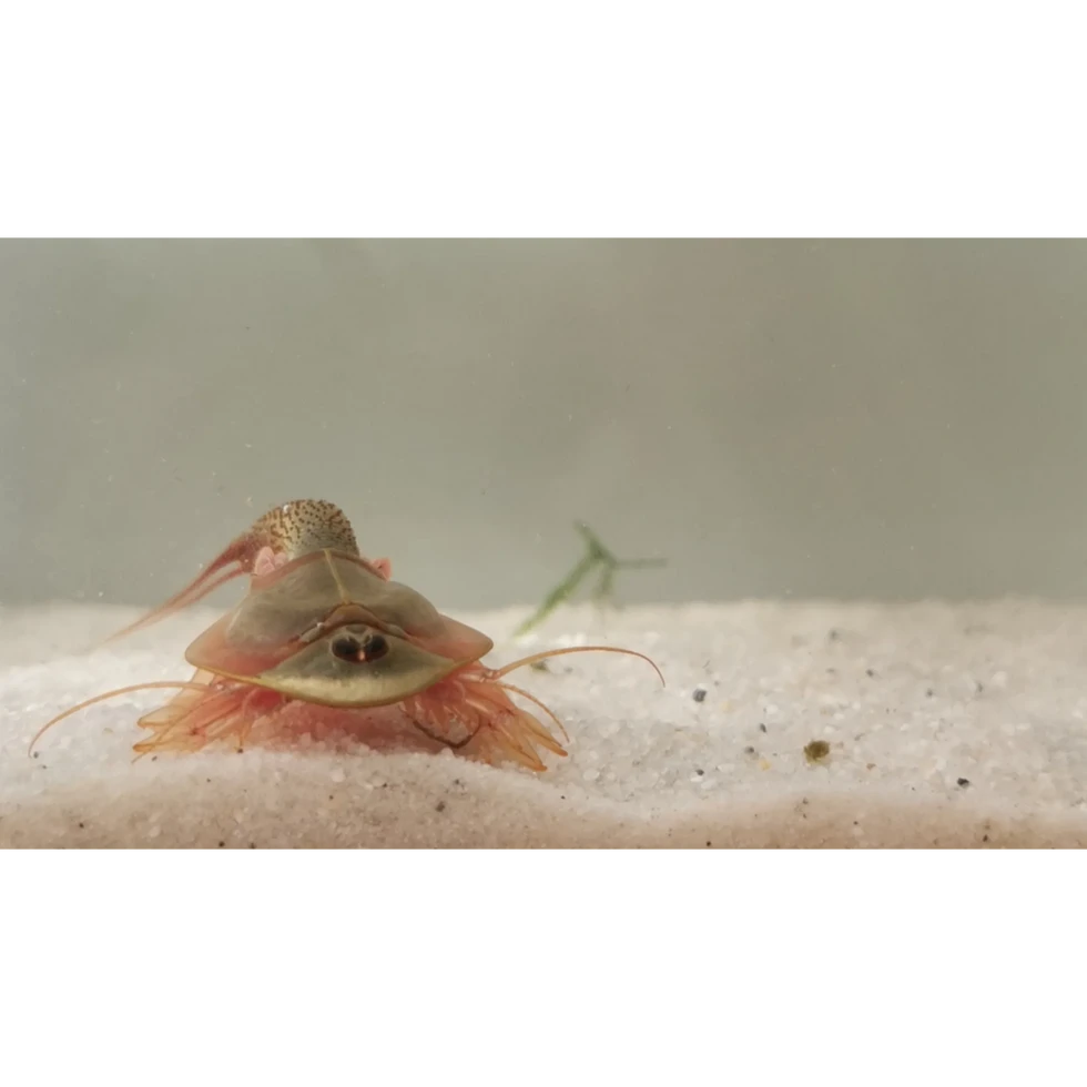 Triops Granarius Grün in Frontalansicht, zeigt die seitlichen Fühler und Beine