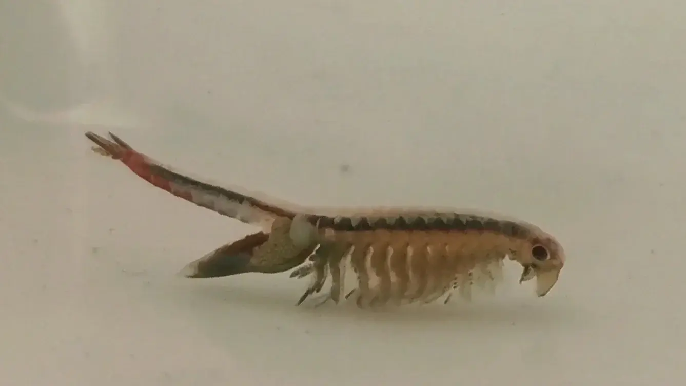 Profilaufnahme von Streptocephalus, zeigt die elegante Seitenperspektive.