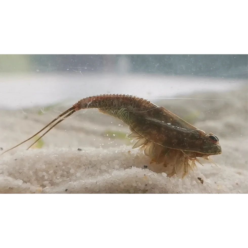 Seitenansicht eines weiteren Triops Longicaudatus Schwarz, deutlich sichtbar in seiner natürlichen Haltung