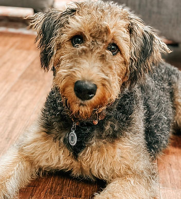 Scout the Airedale puppy