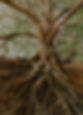 Roots_edited.jpg