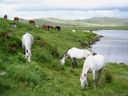 herd of horses grazing.jpg