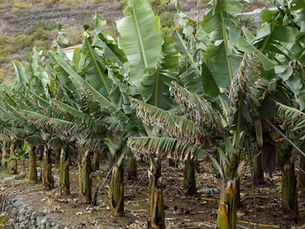 What to eat in Canary Islands?