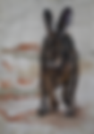SpeedHareFeltCloseUp (1)_edited.png