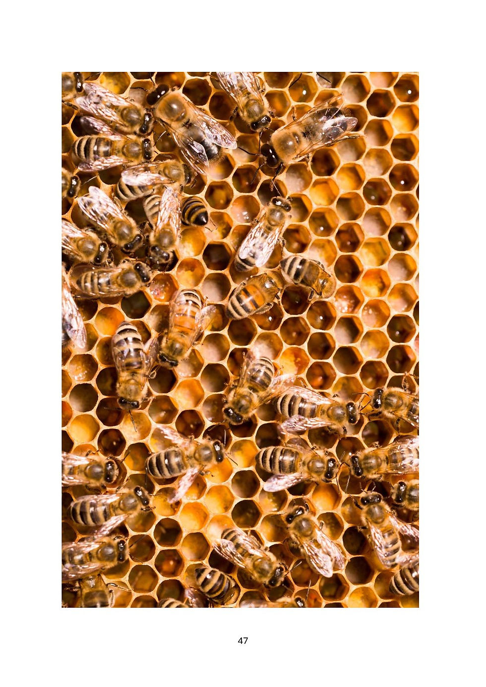 Miniaturbild: Bienenbuch