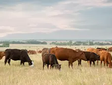 cattle on plains